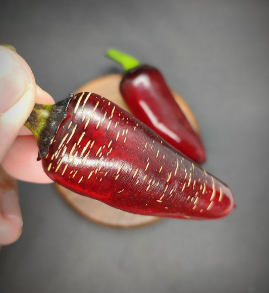 Close-up of a hand holding a dark red Ruby Jalapeno from PepperMerchant.net, showcasing light-colored striations on its shiny skin. Another similar pepper is slightly out of focus in the background, resting on a wooden surface. The dark and blurred backdrop accentuates the peppers' glossy texture.