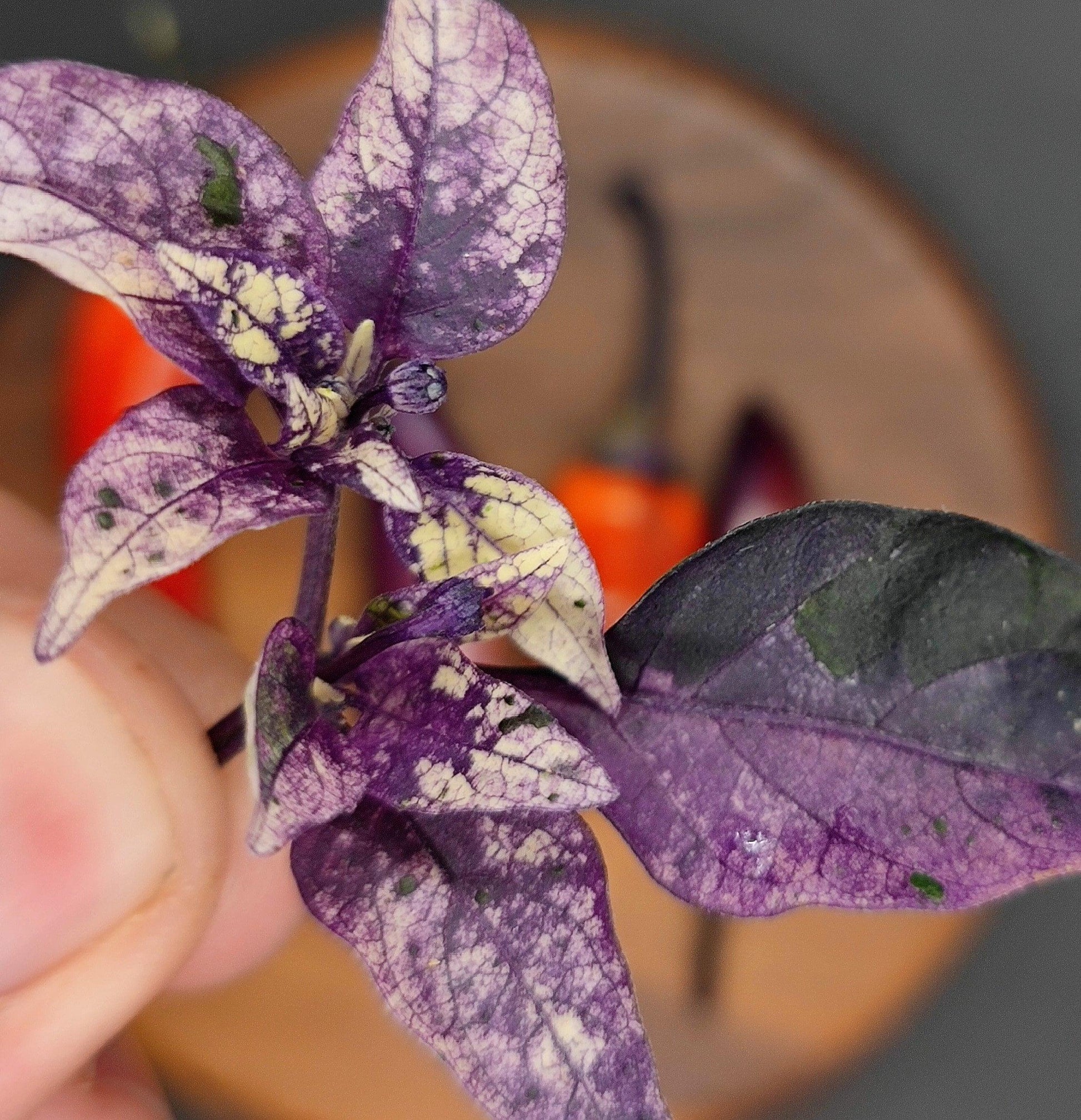 Close-up of a purple and white variegated leaf plant being held by a hand. In the blurred background, there is a round wooden surface with a red chili pepper and parts of PepperMerchant.net's vibrant Dreamcatcher pepper on it. The background is dark gray.