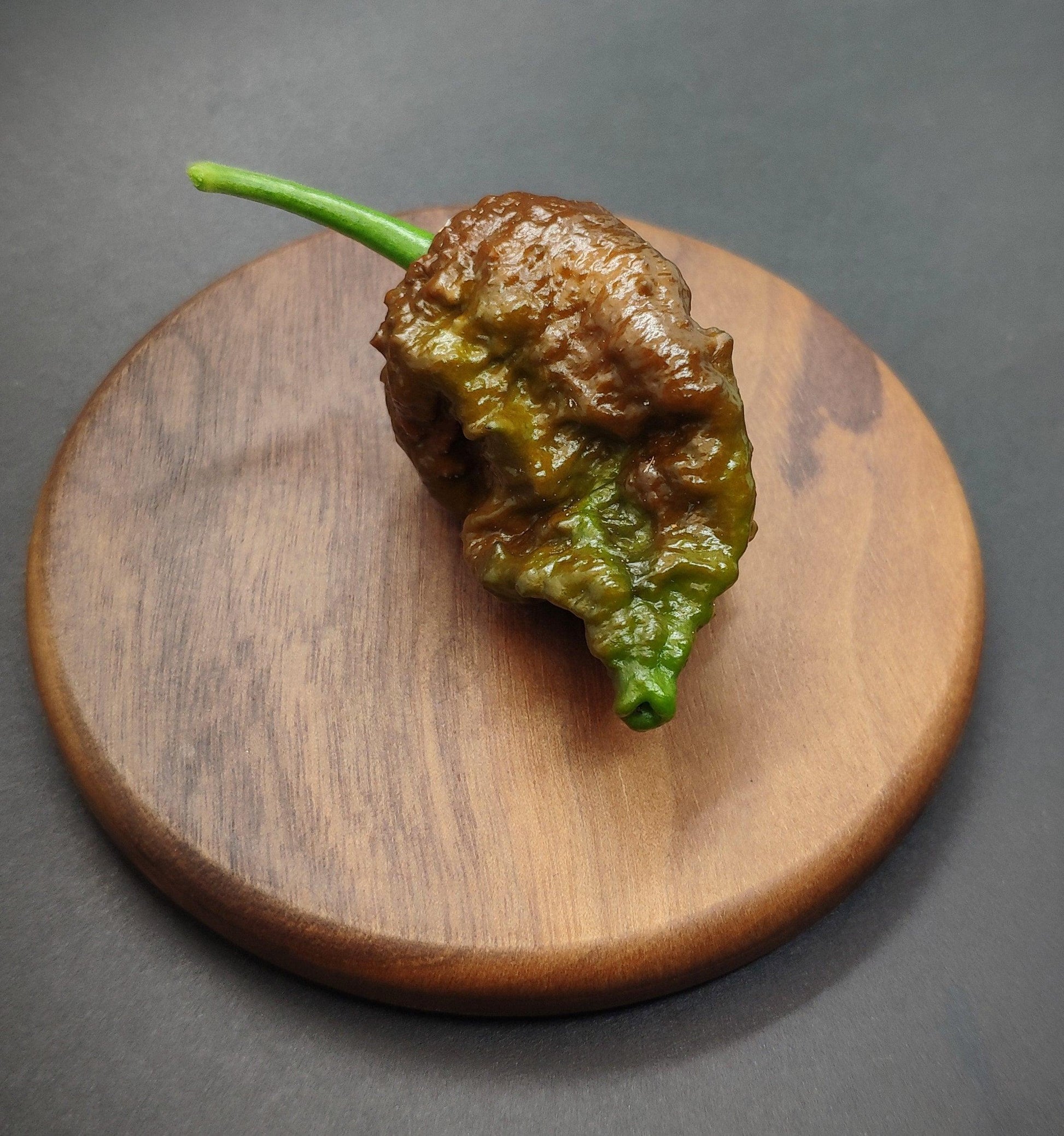 A single Umorok Chocolate pepper from PepperMerchant.net, characterized by its brownish-green hue and short stem, lies on a round wooden board set against a dark gray background. The pepper's bumpy and uneven texture adds an interesting visual element to the image.