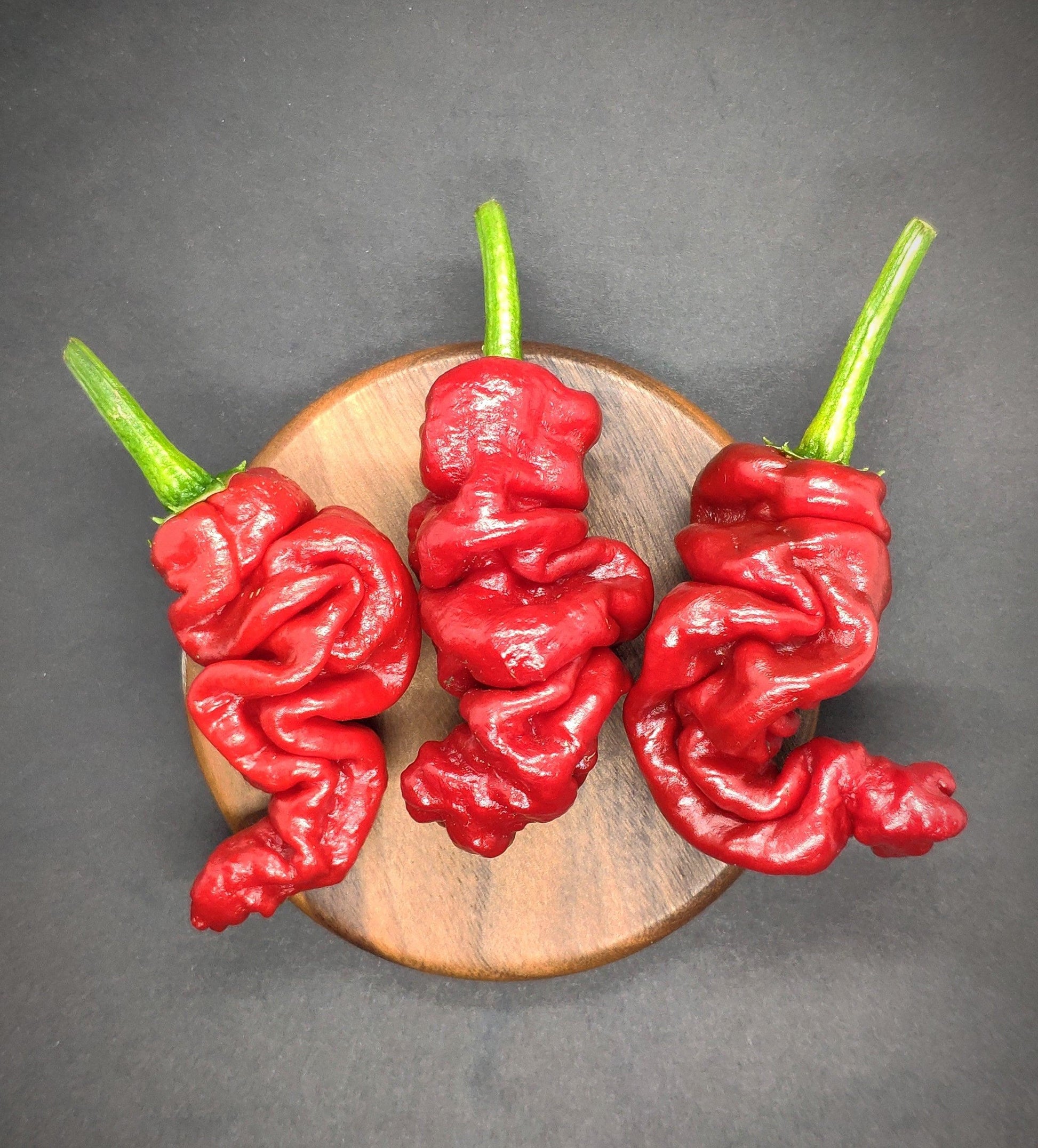 Three Zou-Pi chili peppers from PepperMerchant.net, featuring a red, wrinkled texture and green stems, are arranged on a small, circular wooden board against a dark background. The unique pod shape and glossy surface of these peppers reflect their fiery intensity, boasting an impressive 80 Scoville Heat Units (SHU).