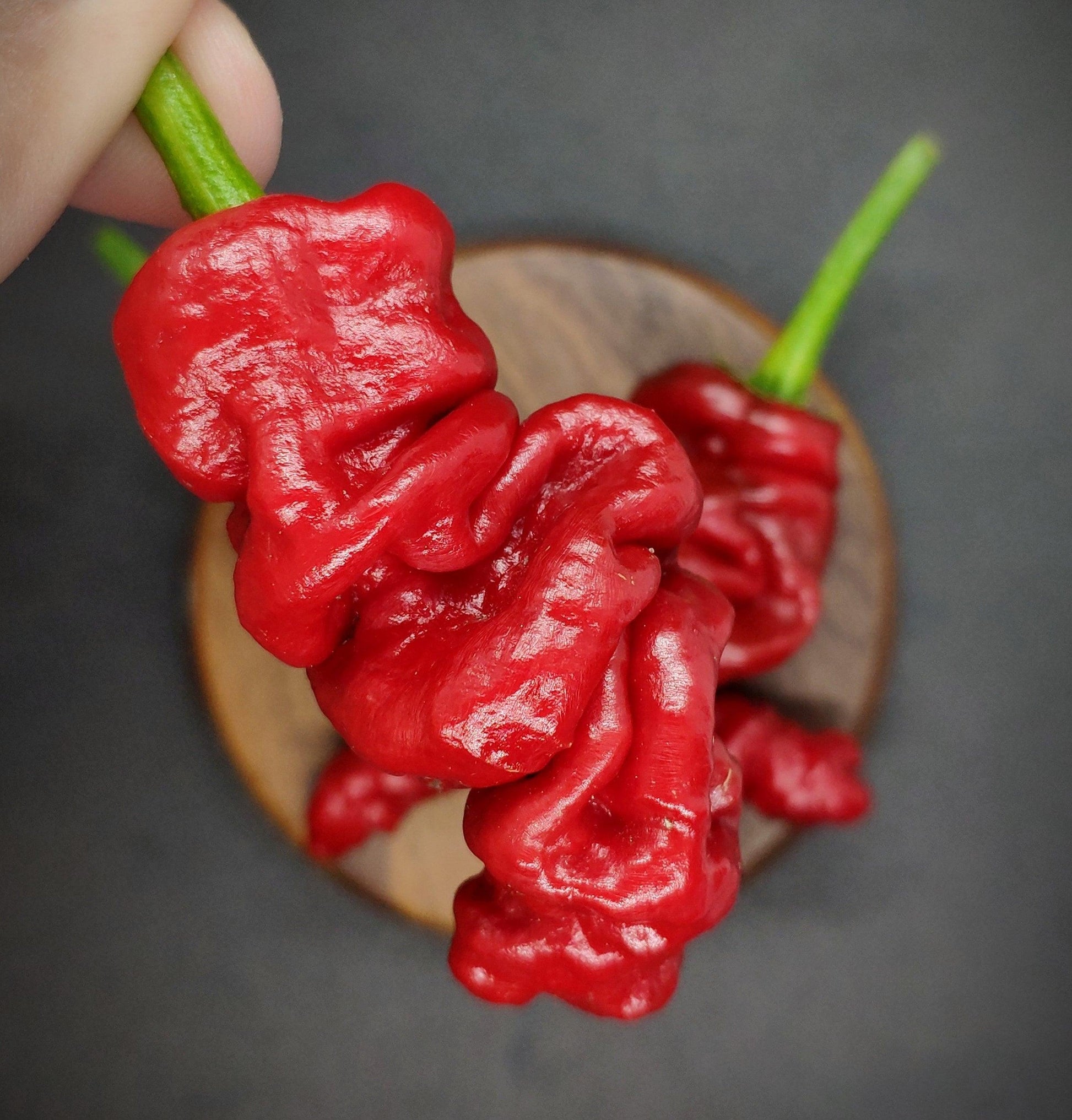 Close-up of three vibrant red, wrinkled, and textured Zou-Pi chili peppers from PepperMerchant.net, each with green stems. One chili pepper is prominently displayed in the foreground, held between a person's fingers, while the others rest on a wooden surface in the background. The unique shape of these pods contrasts strikingly against the dark backdrop.