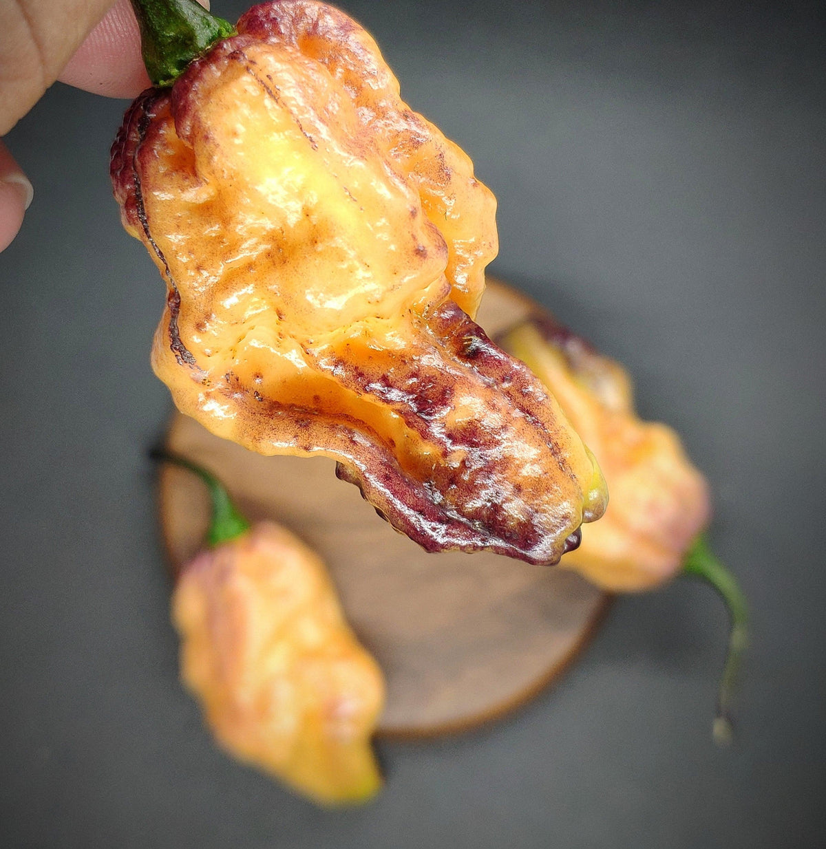 Bumpy Chilli Pepper Thunderstorm – PepperMerchant.net