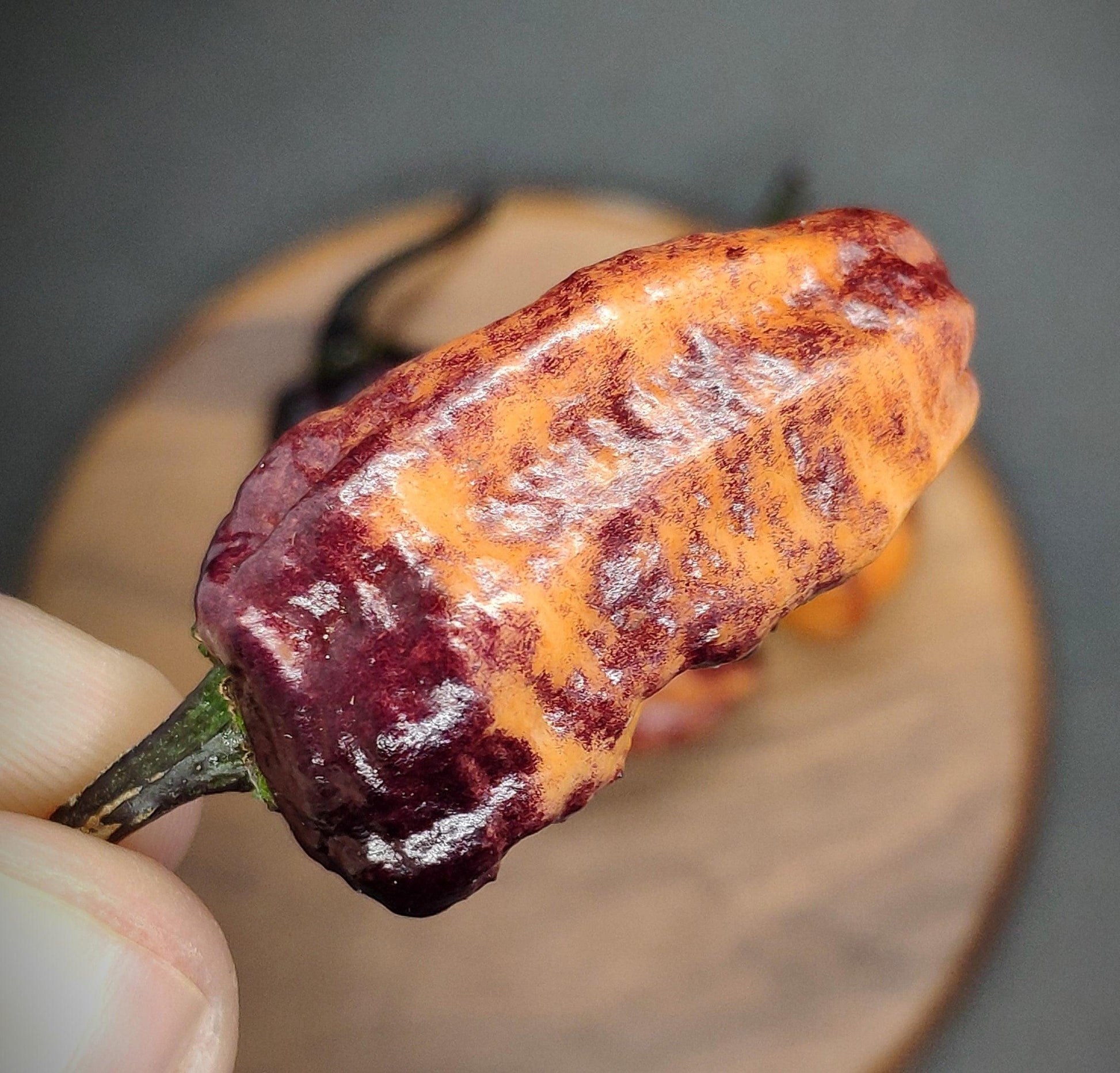 A close-up of a hand holding a small, elongated chili pepper with a rugged, textured surface. The Black Ruby Pink pepper from PepperMerchant.net is variegated with vibrant deep purple and orange hues—a true PepperMerchant.net exclusive. Another similar pepper can be seen blurred in the background.