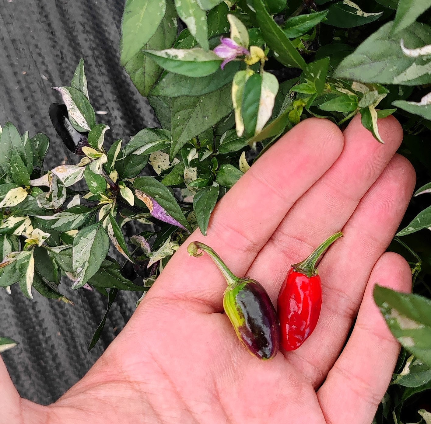 Variegated Calico Pepper