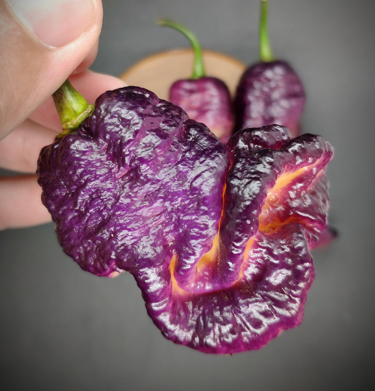 Bumpy Chilli Pepper Gold Ghost x Pink Tiger – PepperMerchant.net