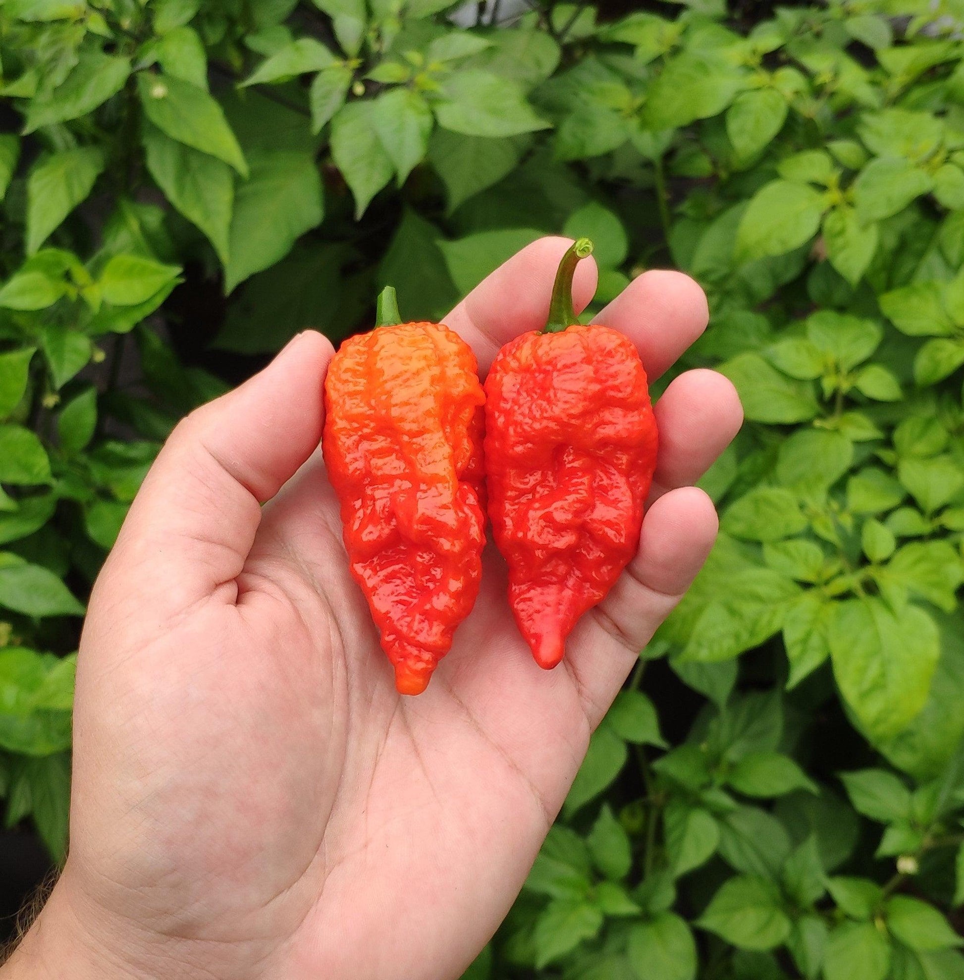 A hand holding two Yellow Fever - Red (Death Cheeto) peppers from PepperMerchant.net, with a wrinkled and bumpy texture reminiscent of tiny Death Cheetos. The background is dominated by green pepper plants with broad leaves, indicating these peppers were just picked from a garden and still hold their potent pepper seeds.