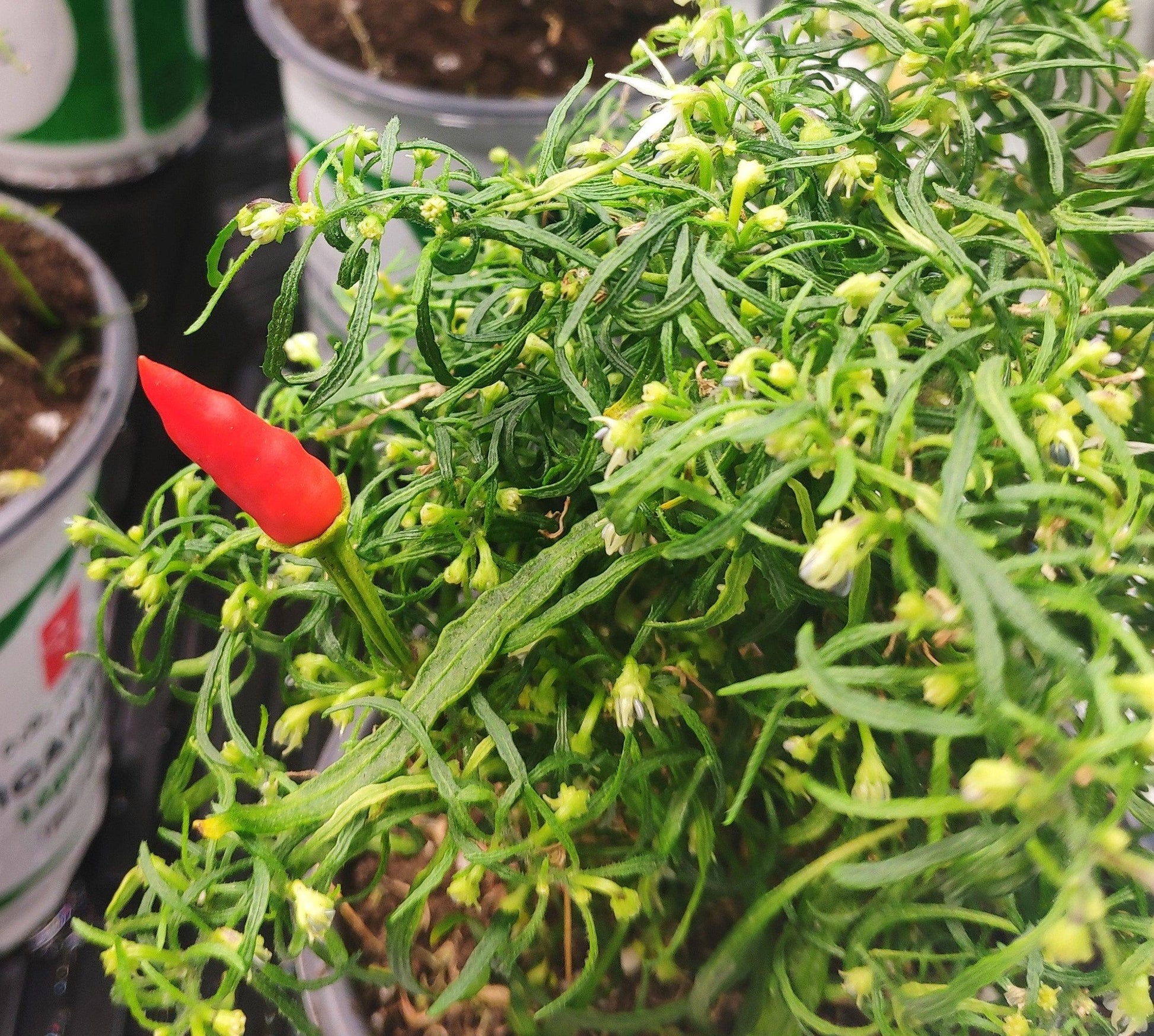 A close-up image showcases a small green pepper plant with delicate leaves and tiny white flowers. In the foreground, a striking Candlelight Mutant pepper stands out in bright red against the lush green foliage, creating a vivid contrast. The plant is potted in a container, available from PepperMerchant.net.