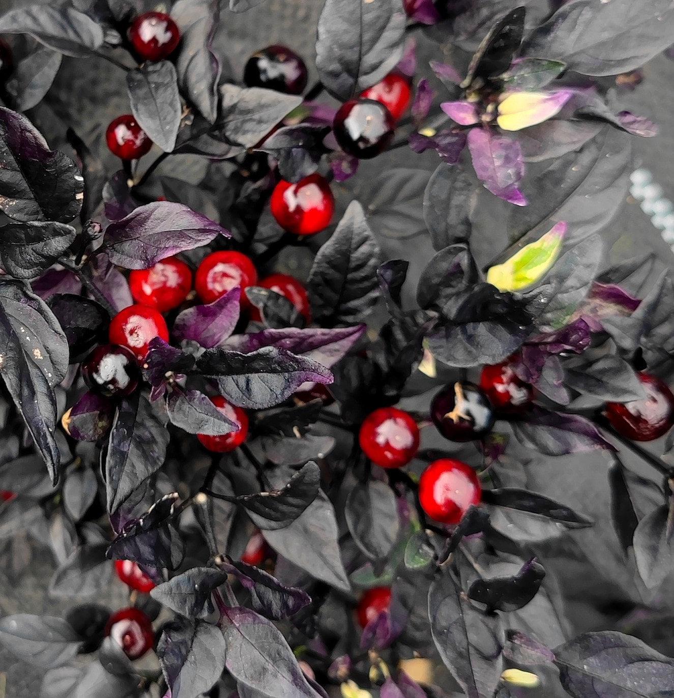 A cluster of vibrant red, round peppers surrounded by dark purple and black leaves on a Black Pearl pepper plant. The contrast between the bright red peppers and the deep-hued foliage creates a striking visual effect, making these Black Pearl pepper seeds from PepperMerchant.net perfect for adding flair to your spicy cuisine.