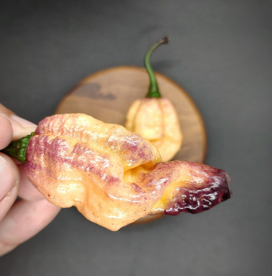 A close-up of a hand holding a uniquely colored Thunderstorm chili pepper from PepperMerchant.net, exhibiting an uneven surface with shades of peach, purple, and dark red. In the background on a small wooden plate sits another of these distinctive peppers. The dark gray backdrop enhances the striking colors reminiscent of the Thunderstorm plant.