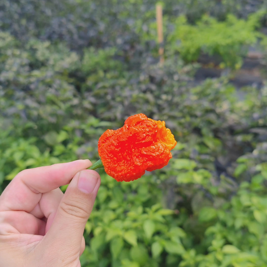 Peach Miasma Red – PepperMerchant.net